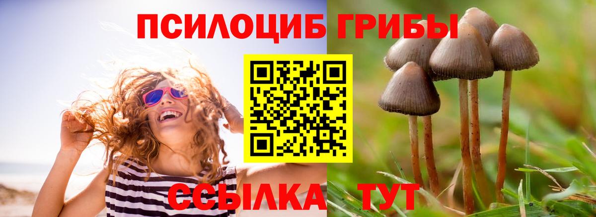 Жигулёвск  Галлюциногенные грибы Cubensis  Вход с VPN 